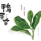 “NEW” 2024 最新雪片【鸭屎香】 Y2024 Winter 【Duck Shit Tea】,125g