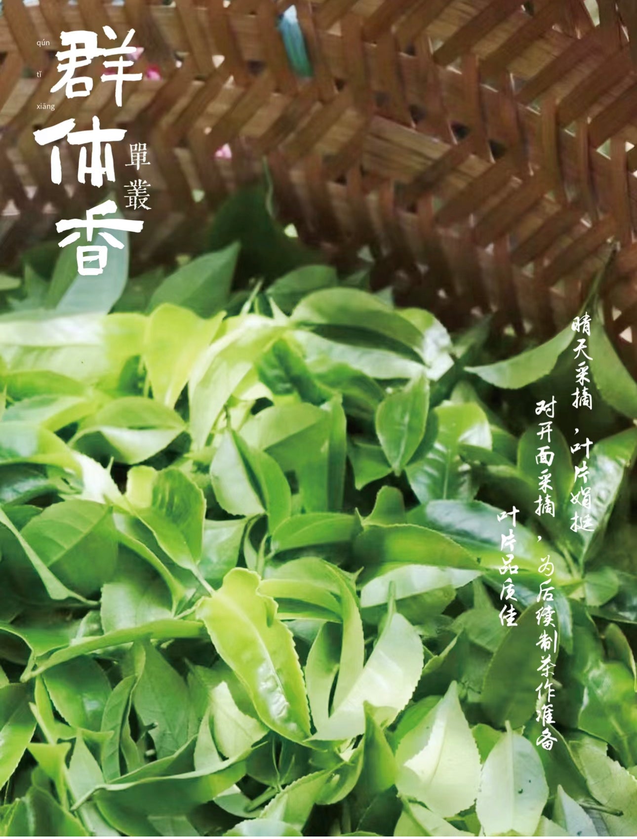 中罐茶 【桂花香】Orsmanthus  Aroma Tea 50G