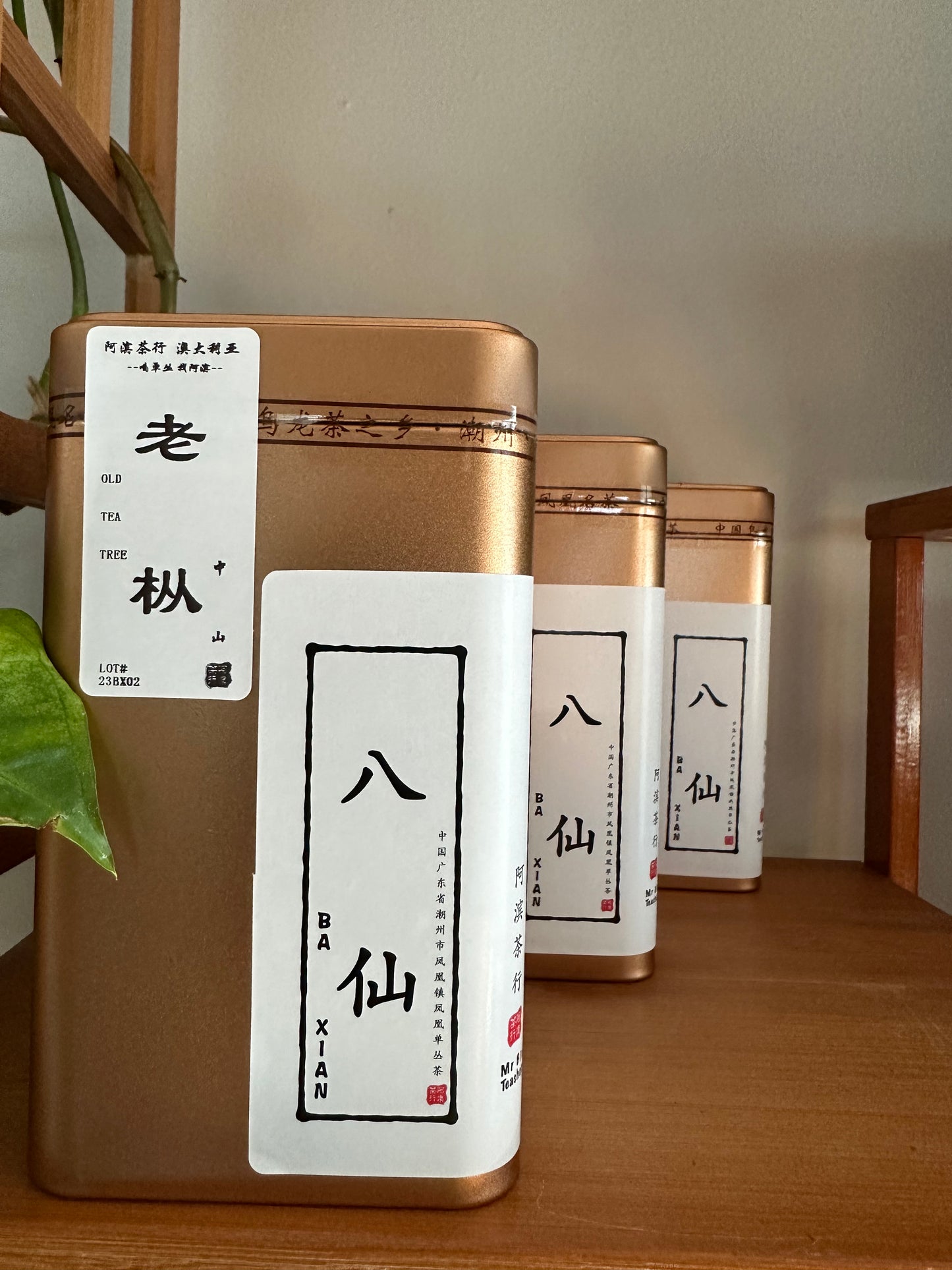 “NEW” ～ 中山老枞【八仙】2023春 Spring Wudong Old Tea Tree【Eight Immortals】 125g