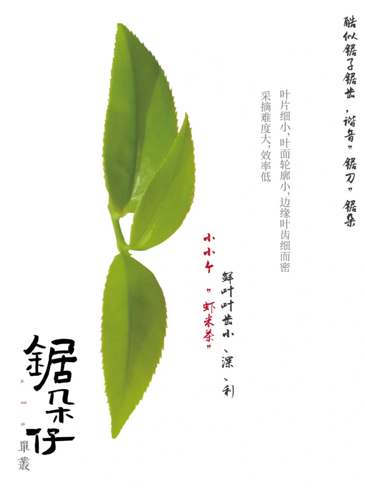 凤凰单丛 早春【乌岽锯朵仔】 WUDONG High Aroma【Saw Teeth Tea】 125g “Hot Selling”