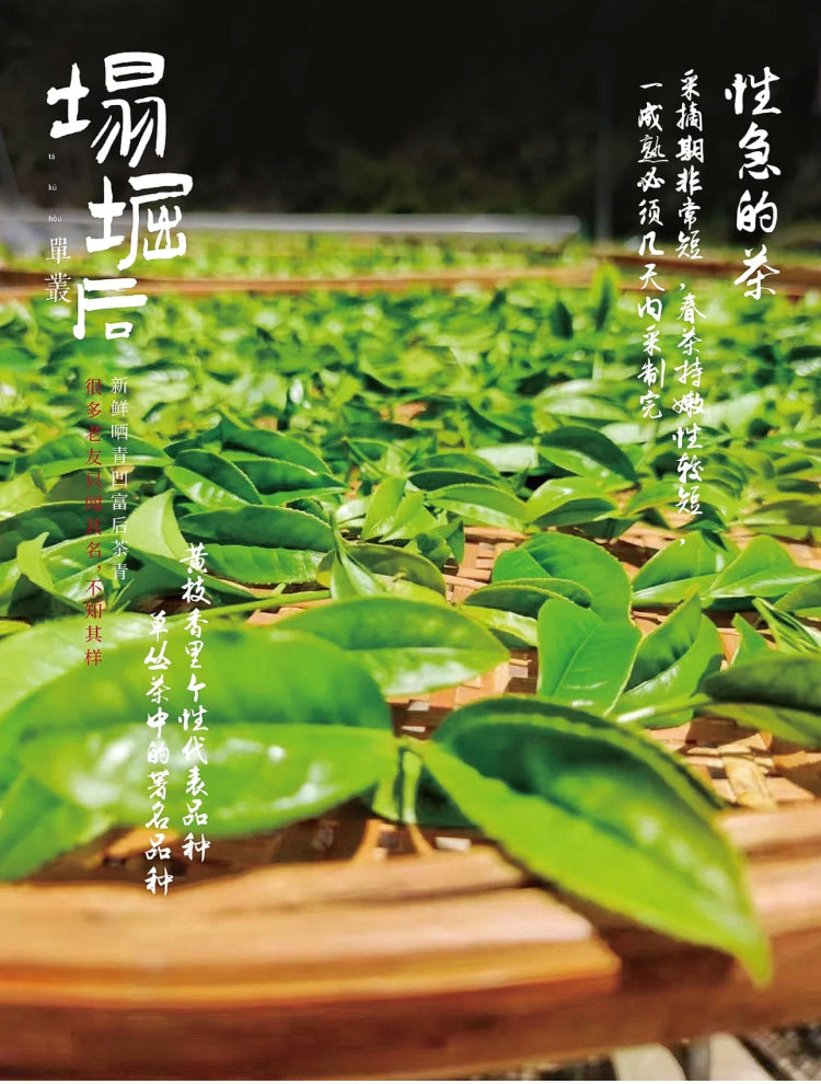 凤凰单丛 急性子【凹富后】【Aofu Hou】，125g