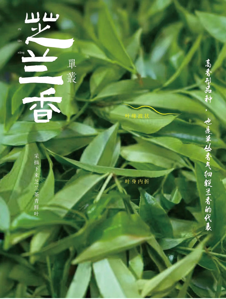 凤凰单丛【芝兰香】春天的茶 SPRING【ZHILAN XIANG】125g